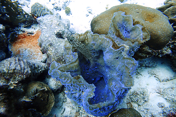 포토 JPG 해외이미지 동물 모래 바다 여행 자연 열쇠 어류 사람없음 파란색 컬러풀 검은색 바닷속 수중 줄무늬 스노클링 산호 다이빙 대리석 암초 리빙 대서양 스펀지 바하마 베이스 숨기 아열대 이국적 플로리다 해외포토 컬러 무늬 재료 모션 현악기 수영 미국 수중동물 수상스포츠 자포동물 생태계 수중스포츠 파일형식 이미지허브