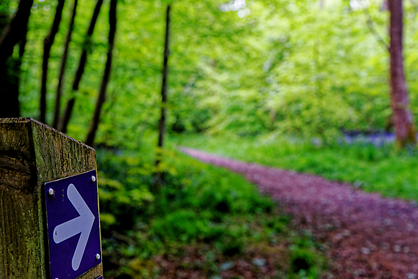 포토 JPG 해외이미지 나무 식물 계절 꽃 길 야생동물 여행 백그라운드 잎 자연 영국 잉글랜드 풍경 사람없음 야외 목재 파란색 빛 환경 보라색 봄 성장 시골 황무지 숲 내추럴 블루벨 삼림지대 해외포토 동물 유럽 컬러 재료 생태계 파일형식 이미지허브