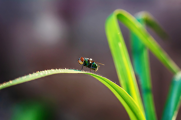 포토 JPG 해외이미지 나무 동물 교육 음식 곤충 백그라운드 2 밭 농업 오렌지 자연 사람없음 야외 초록색 정원 흰색 닫기 벌레 먹기 개미 짝짓기 기르기 해외포토 식물 산업 컬러 과일 모션 생태계 돌봄 파일형식 이미지허브