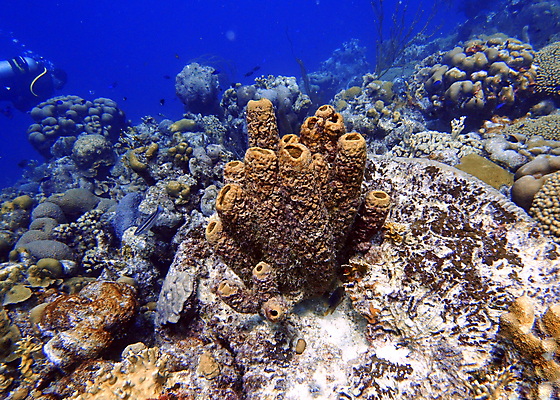 포토 JPG 해외이미지 동물 모래 바다 분홍색 여행 하늘색 패턴 자연 열쇠 휴가 사람없음 물 파란색 컬러풀 여행객 꽃병 보라색 바닷속 수중 스노클링 산호 호기심 다이빙 암초 리빙 대서양 스펀지 바하마 이국적 플로리다 해외포토 자연요소 꽃 감정 컬러 컨셉 무늬 사람 수영 미국 수상스포츠 자포동물 생태계 수중스포츠 파일형식 이미지허브
