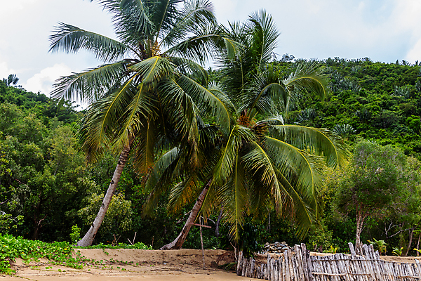 포토 JPG 해외이미지 나무 모래 바다 여행 아프리카 자연 하늘 휴가 산 국립공원 사람없음 목재 물 파란색 울타리 흰색 숲 크루즈 열대우림 인도양 마다가스카르 보호구역 해외포토 자연요소 식물 공원 나라 컬러 배_교통 재료 담장 생태계 구역 파일형식 이미지허브