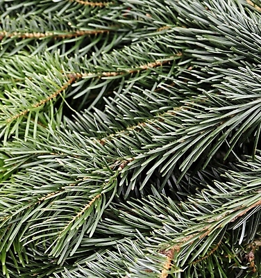 포토 JPG 해외이미지 나무 디자인 계절 백그라운드 크리스마스 겨울 포장 휴가 새로움 발렌타인데이 선물 이벤트 사람없음 목재 장식 빨간색 빛 쇼핑 컬러풀 축제 놀람 장식볼 수확 흰색 축하 인사 소나무 생일 황금 은색 연도 포장지 오브젝트 패키지 고립 해외포토 식물 기념일 감정 컬러 컨셉 농업 재료 데이이벤트 표정 예절 파일형식 이미지허브