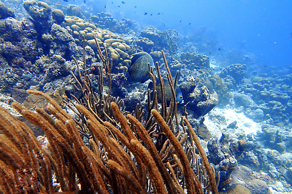 포토 JPG 해외이미지 동물 야생동물 바다 여행 자연 열쇠 휴가 어류 사람없음 물 파란색 컬러풀 노란색 여행객 검은색 바닷속 수중 회색 스노클링 산호 호기심 다이빙 암초 수족관 리빙 프랑스어 바하마 소금물 이국적 플로리다 해외포토 자연요소 문자 감정 컬러 컨셉 사람 수영 미국 수중동물 수상스포츠 자포동물 생태계 수중스포츠 파일형식 이미지허브