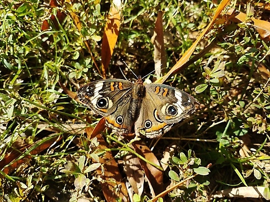 포토 JPG 해외이미지 동물 야생동물 나비 곤충 날개 자연 잔디 사람없음 야외 갈색 나방 땅바닥 해외포토 식물 컬러 바닥 생태계 파일형식 이미지허브