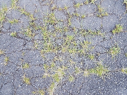 포토 JPG 해외이미지 식물 날씨 잔디 사람없음 손상 잡초 보행로 다리찢기 땅바닥 해외포토 길 컨셉 모션 바닥 파일형식 이미지허브