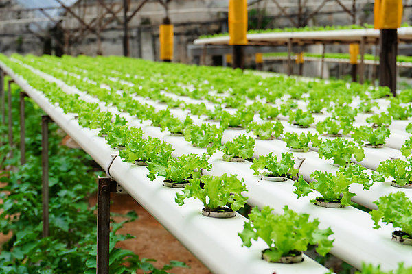 포토 JPG 해외이미지 식물 산업 음식 백그라운드 잎 밭 농업 다이어트 채소 자연 건강 사람없음 야외 빨간색 초록색 물 농장 농경지 환경 정원 봄 놀이방 샐러드 수확 성장 신선 상추 유기농 원예 날것 시스템 내추럴 밭일 온실 줄서기 채식주의자 해외포토 자연요소 웰빙 계절 컬러 모션 취미 생태계 채식 파일형식 이미지허브