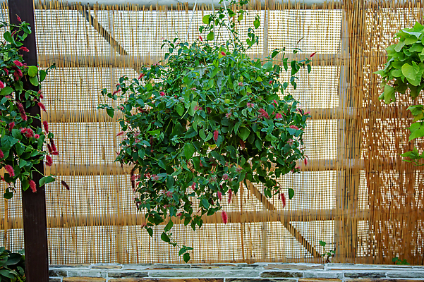 포토 JPG 해외이미지 주간 식물 백그라운드 잎 꽃무늬 자연 주택 아이디어 매달리기 사람없음 야외 장식 초록색 정원 성장 닫기 원예 내추럴 뒤뜰 그리너리 해외포토 자연요소 꽃 컬러 컨셉 무늬 모션 취미 건물 생태계 파일형식 트랜드컬러 이미지허브