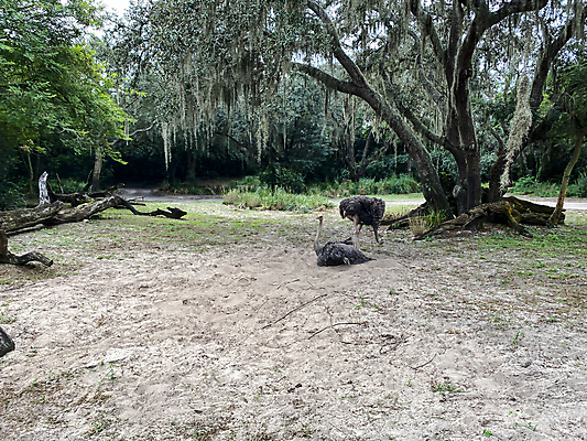 포토 JPG 해외이미지 동물 공원 여행 2 비즈니스 가족 아프리카 자연 조류 하늘 건조 동물원 사람없음 야외 컬러풀 태양 미국 사막 자녀 뜨거움 숲 위험 큼 사파리 깃털 부리 장면 멸종 타조 남쪽 사바나 왕국 플로리다 해외포토 자연요소 공공시설 나라 컬러 컨셉 북아메리카 관계 크기 방향 생태계 파일형식 이미지허브