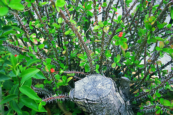 포토 JPG 해외이미지 나무 식물 꽃잎 꽃 화초 백그라운드 잎 꽃무늬 자연 왕관 건강 사람없음 장식 빨간색 초록색 빛 컬러풀 뷰티 노란색 정원 봄 성장 벚꽃 흰색 신선 개화 가시 작음 스파이크 내추럴 해외포토 계절 컬러 무늬 크기 생태계 파일형식 이미지허브