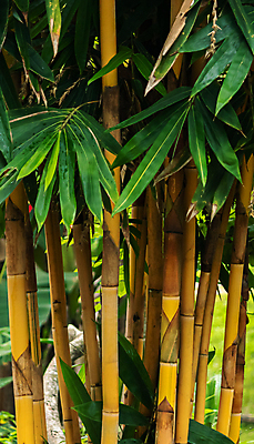 포토 JPG 해외이미지 나무 식물 아시아 선 줄기 잎 패턴 밭 농업 자연 사람없음 야외 목재 장식 초록색 여름 빛 노란색 환경 정원 일본 중국 봄 활발 성장 나뭇가지 신선 막대기 숲 큼 대나무 질감 내추럴 해외포토 계절 나라 산업 컬러 컨셉 무늬 재료 크기 생태계 파일형식 이미지허브