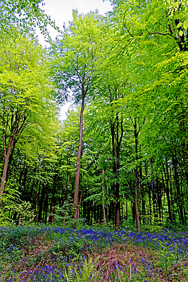 포토 JPG 해외이미지 나무 식물 계절 꽃 길 야생동물 여행 백그라운드 잎 자연 영국 잉글랜드 풍경 사람없음 야외 목재 파란색 빛 환경 보라색 봄 성장 시골 황무지 숲 내추럴 블루벨 삼림지대 해외포토 동물 유럽 컬러 재료 생태계 파일형식 이미지허브