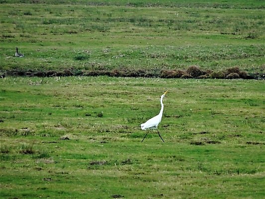 포토 JPG 해외이미지 식물 동물 조류 사람없음 야외 초록색 뷰티 침묵 흰색 시골 관찰 은색 왜가리 동물상 보호구역 해외포토 컬러 모션 조형물 소리 구역 파일형식 이미지허브