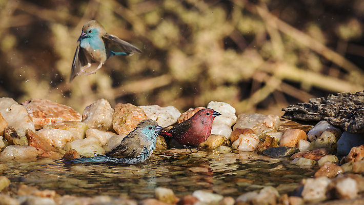 포토 JPG 해외이미지 동물 야생동물 아프리카 자연 조류 수영장 국립공원 사람없음 가로 물 파란색 관광지 보호 사파리 흔들림 몸단장 남아프리카 보츠와나 보호구역 해외포토 자연요소 공원 나라 컬러 여행 컨셉 모션 생태계 구역 파일형식 이미지허브