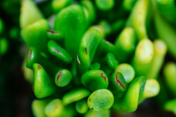 포토 JPG 해외이미지 모양 식물 꽃 지구 줄기 백그라운드 잎 꽃무늬 패턴 자연 선인장 건조 사람없음 장식 초록색 뷰티 정원 사막 성장 흰색 원형 가시 닫기 위험 작음 척추 묘사 질감 날카로움 스파이크 내추럴 고립 이국적 해외포토 도형 컬러 컨셉 무늬 모션 뼈 크기 생태계 파일형식 이미지허브
