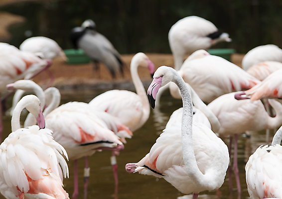 포토 JPG 해외이미지 동물 호수 야생동물 분홍색 날개 오렌지 자연 조류 사람없음 물 컬러풀 환경 흰색 연못 그룹 남아메리카 보호 플라밍고 깃털 부리 목 내추럴 동물상 이국적 해외포토 자연요소 컬러 컨셉 과일 아메리카 신체부위 조형물 생태계 파일형식 이미지허브