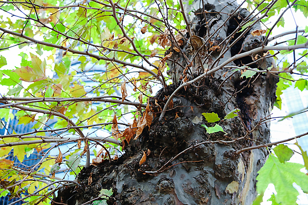 포토 JPG 해외이미지 나무 식물 백그라운드 잎 자연 아침 이끼 풍경 사람없음 야외 초록색 빛 햇빛 뷰티 환경 어둠 고요 젖음 안개 성장 가을 나뭇가지 농촌 연못 도시 엉킴 숲 큼 신비 9월 심볼 조경 뿌리 흐림 삼림지대 옛날 해외포토 주간 계절 컬러 컨셉 날씨 태양 시골 날짜 크기 생태계 파일형식 이미지허브