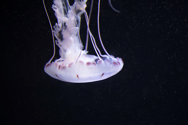 포토 JPG 해외이미지 한마리 사람없음 바닷속 수중동물 자포동물 해파리 해외포토 동물 1 수중 파일형식 이미지허브