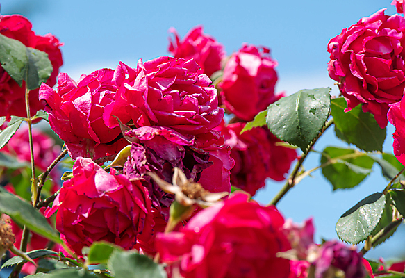 포토 JPG 해외이미지 식물 기념일 꽃잎 꽃 꽃다발 백그라운드 잎 꽃무늬 자연 결혼식 휴가 발렌타인데이 선물 사랑 사람없음 야외 장식 빨간색 초록색 뷰티 장미 우주 정원 봄 활발 벚꽃 흰색 축하 신선 신용카드 개화 다발 원예 열정 내추럴 해외포토 계절 감정 컬러 결혼 컨셉 무늬 데이이벤트 이벤트 취미 금융 생태계 파일형식 이미지허브
