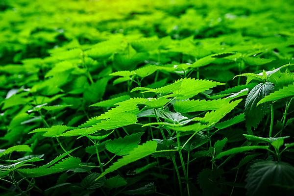 포토 JPG 해외이미지 나무 식물 디자인 벽 백그라운드 컨셉 잎 패턴 자연 벽지 추상 안테나 사람없음 목재 장식 초록색 빛 유행 환경 정원 맑음 봄 성장 신선 플랫 숲 작음 유기농 질감 머리위 위치 인공 파스텔톤 많음 그리너리 미니멀 해외포토 웰빙 계절 컬러 무늬 재료 통신 날씨 크기 생태계 파일형식 트랜드컬러 이미지허브