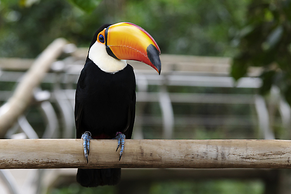 포토 JPG 해외이미지 동물 야생동물 오렌지 자연 조류 사람없음 초록색 컬러풀 환경 미국 남아메리카 숲 열대우림 깃털 생태계 부리 새장 남쪽 내추럴 동물상 이국적 해외포토 컬러 북아메리카 과일 아메리카 조형물 방향 케이지 파일형식 이미지허브