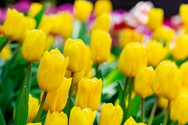 포토 JPG 해외이미지 식물 계절 꽃잎 꽃 꽃다발 백그라운드 잎 꽃무늬 밭 자연 추상 부활절 선물 미술 사람없음 장식 빨간색 초록색 여름 컬러풀 뷰티 노란색 정원 맑음 봄 튤립 벚꽃 흰색 축하 신선 개화 소프트포커스 부드러움 내추럴 블러 해외포토 기념일 컬러 컨셉 무늬 농업 날씨 문화예술 촬영기법 감각 생태계 파일형식 이미지허브