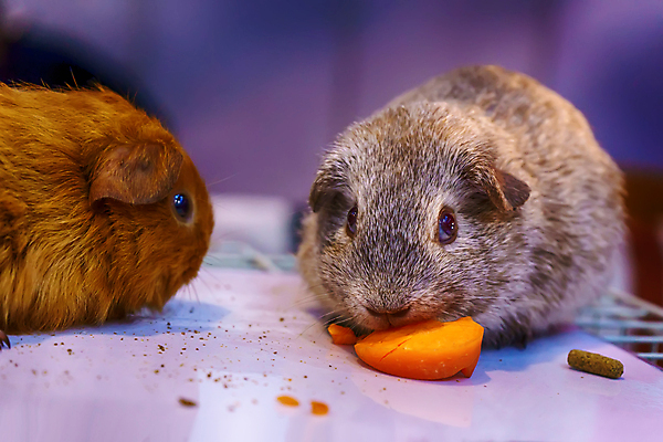 포토 JPG 해외이미지 동물 음식 백그라운드 포유류 자연 놀이 사람없음 야외 초록색 반려동물 갈색 귀여움 회색 흰색 토끼 잠 돼지 닫기 달콤 설치류 작음 큼 귀 해외포토 컬러 컨셉 모션 신체부위 맛 크기 생태계 파일형식 이미지허브
