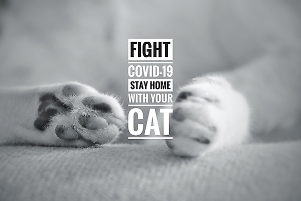 포토 JPG 해외이미지 백그라운드 텍스트 타이포그라피 사람없음 반려동물 메시지 전염병 해외포토 동물 문자 질병 파일형식 이미지허브