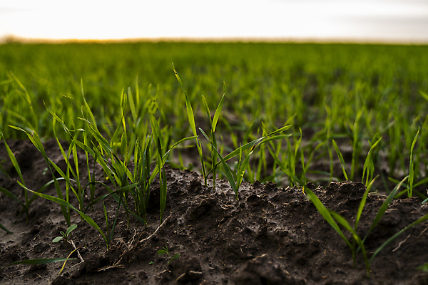 포토 JPG 해외이미지 식물 계절 음식 잎 밭 농업 자연 건강 옥수수 씨앗 풍경 사람없음 초록색 농작물 농장 농경지 새싹 흙 봄 성장 시골 상품 이슬 낟알 땅 시리얼 밀 허브 유기농 원예 먼지 내추럴 땅바닥 모종 밭일 생태학 줄서기 호밀 세련 귀리 해외포토 웰빙 교육 산업 컬러 모션 곡류 바닥 취미 생태계 파일형식 이미지허브