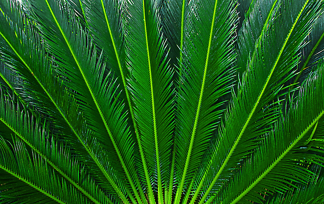 포토 JPG 해외이미지 나무 식물 디자인 백그라운드 잎 패턴 자연 추상 손바닥 사람없음 초록색 환경 정원 성장 신선 질감 내추럴 해외포토 손 컬러 무늬 생태계 파일형식 이미지허브