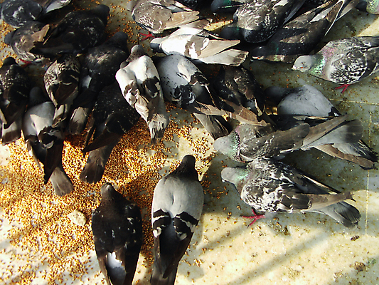 포토 JPG 해외이미지 동물 유럽 아시아 음식 여행 자연 조류 바닥 함께함 서기 사람없음 야외 반려동물 가축 자유 도시 해충 군중 먹기 깃털 호기심 비둘기 부리 시티라이프 대가리 콘크리트 해외포토 라이프스타일 감정 나라 컨셉 모션 사람 벌레 생태계 파일형식 이미지허브