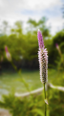 포토 JPG 해외이미지 꽃 어린이 분홍색 꽃다발 결혼 꽃무늬 손가락 자연 발렌타인데이 사랑 미술 소년 사람없음 가로 컬러풀 장미 고요 봄 벚꽃 흰색 신선 얼룩 변화 개 배열 허브 질감 심플 고립 그런지 블러 세피아 잇몸 많음 어머니의날 해외포토 식물 손 계절 기념일 남자 감정 컬러 컨셉 무늬 신체 포유류 데이이벤트 문화예술 촬영기법 사람 이벤트 생태계 미국문화 파일형식 이미지허브
