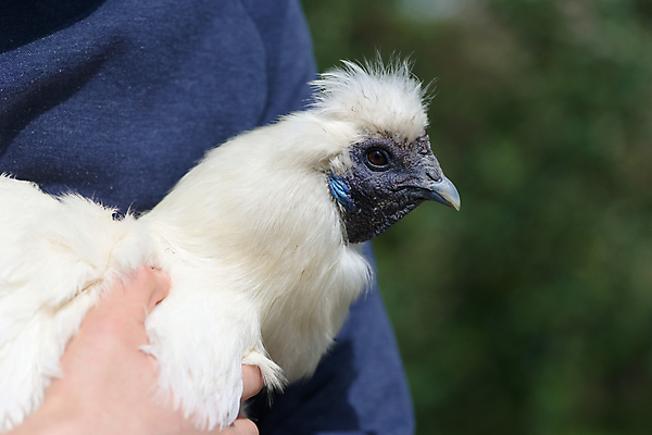 포토 JPG 해외이미지 동물 손 응시 얼굴 조류 사람없음 야외 옆모습 파란색 반려동물 햇빛 농장 맑음 치킨 가축 흰색 시골 잡기 주름 닫기 실크 피부 깃털 묘사 부리 날카로움 솜털 적재 기르기 돌봄 암탉 특별함 해외포토 시선 뷰포인트 컬러 컨셉 농업 모션 날씨 신체부위 태양 직물 닭 암컷 닭고기요리 파일형식 이미지허브
