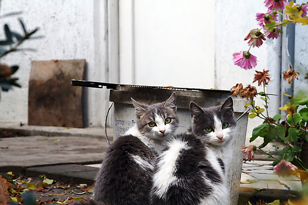 포토 JPG 해외이미지 동물 응시 얼굴 2 장난 포유류 발 털 잔디 사람없음 야외 초록색 반려동물 머리카락 정원 고양이 그룹 작음 호기심 얼룩무늬 솜털 해외포토 식물 시선 감정 컬러 컨셉 무늬 신체부위 머리 크기 파일형식 이미지허브
