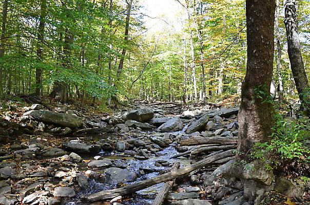 포토 JPG 해외이미지 나무 자연 사람없음 야외 물 강 흐름 개울 숲 암초 해외포토 자연요소 식물 컨셉 생태계 파일형식 이미지허브
