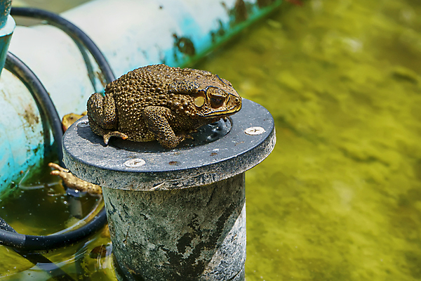 포토 JPG 해외이미지 동물 공원 야생동물 백그라운드 자연 개구리 가면 사람없음 초록색 물 정원 점프 검은색 연못 독약 작음 다트 해외포토 자연요소 공공시설 컬러 모션 양서류 게임 크기 생태계 파일형식 이미지허브
