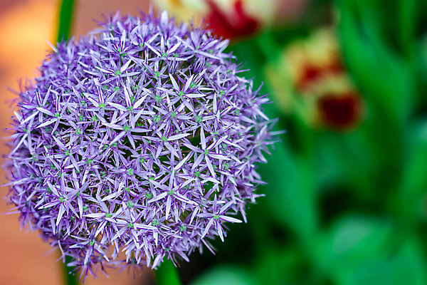 포토 JPG 해외이미지 식물 계절 꽃잎 꽃 벽 분홍색 꽃다발 백그라운드 잎 밭 자연 벽지 추상 부활절 사랑 미술 사람없음 빨간색 초록색 컬러풀 뷰티 정원 맑음 보라색 봄 튤립 벚꽃 신선 소프트포커스 원예 보케 엽서 캔버스 부드러움 블러 많음 해외포토 기념일 감정 컬러 컨셉 무늬 농업 날씨 문화예술 촬영기법 취미 감각 편지 생태계 파일형식 이미지허브