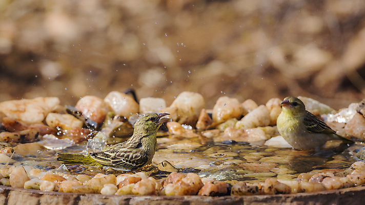 포토 JPG 해외이미지 동물 야생동물 포즈 2 모션 아프리카 자연 조류 수영장 파노라마 국립공원 사람없음 물 관광지 떨어짐 보호 사파리 흔들림 몸단장 남아프리카 보츠와나 보호구역 스플래쉬 해외포토 자연요소 공원 나라 여행 컨셉 촬영기법 생태계 구역 파일형식 이미지허브