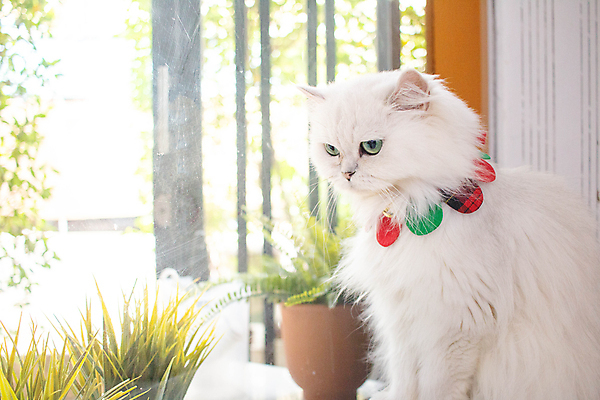 포토 JPG 해외이미지 동물 1 응시 행복 얼굴 백그라운드 장난 포유류 휴식 주택 털 건강 사람없음 반려동물 귀여움 고양이 놀람 줄무늬 카페 회색 흰색 표현 잠 오픈 작음 모피 호기심 얼룩무늬 솜털 고립 기르기 해외포토 시선 감정 컬러 컨셉 무늬 표정 건물 신체부위 상점 크기 돌봄 파일형식 이미지허브