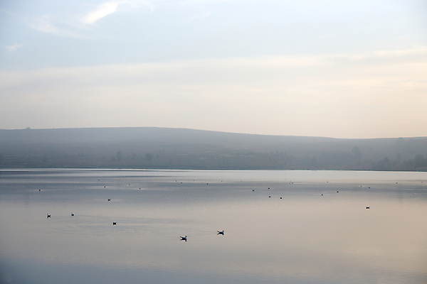 포토 JPG 해외이미지 호수 야생동물 백그라운드 겨울 날개 자연 갈매기 조류 표면 추상 휴식 사람없음 야외 물 파란색 빛 반사 평화 침묵 거울 안개 저수지 그룹 저녁 언덕 서식지 내추럴 뿌연 잔물결 평야 많음 수평선 카피스페이스 해외포토 자연요소 동물 계절 물결 컬러 컨셉 무늬 날씨 소리 공백 야간 생태계 파일형식 이미지허브