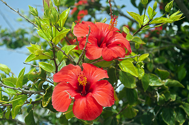 포토 JPG 해외이미지 잎 자연 하늘 사람없음 야외 빨간색 나뭇가지 히비스커스 해외포토 나무 식물 꽃 컬러 생태계 파일형식 이미지허브