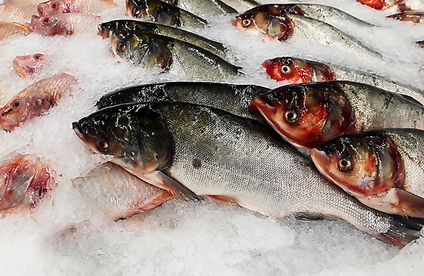 포토 JPG 해외이미지 동물 음식 바다 백그라운드 다이어트 재료 자연 낚시 건강 어류 요리 사람없음 강 세일 냉동 얼음 저녁식사 추위 신선 잡기 시장 맛 은색 해산물 날것 슈퍼마켓 해외포토 자연요소 컬러 컨셉 모션 레저 상점 식사 수중동물 생태계 파일형식 이미지허브