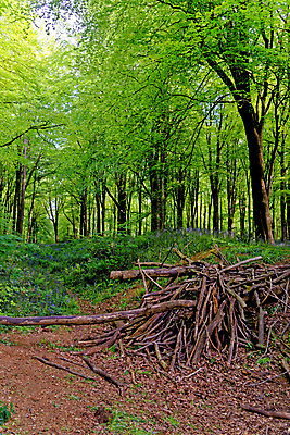 포토 JPG 해외이미지 나무 식물 계절 꽃 길 야생동물 여행 백그라운드 잎 자연 영국 잉글랜드 풍경 사람없음 야외 목재 파란색 빛 환경 보라색 봄 성장 시골 황무지 숲 내추럴 블루벨 삼림지대 해외포토 동물 유럽 컬러 재료 생태계 파일형식 이미지허브