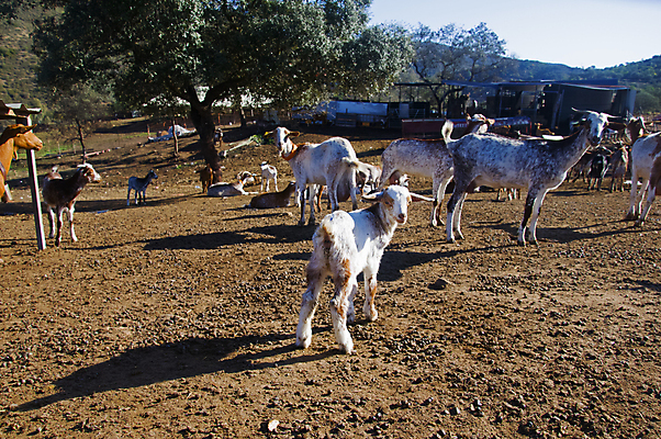 포토 JPG 해외이미지 나무 식물 동물 계절 지구 백그라운드 밭 농업 포유류 자연 염소 사람없음 야외 초록색 농장 갈색 머리 마을 환경 정원 흙 흰색 시골 숲 작음 유기농 질감 먼지 진흙 내추럴 외양간 땅바닥 밭일 많음 해외포토 웰빙 산업 컬러 컨셉 바닥 신체부위 크기 생태계 파일형식 이미지허브