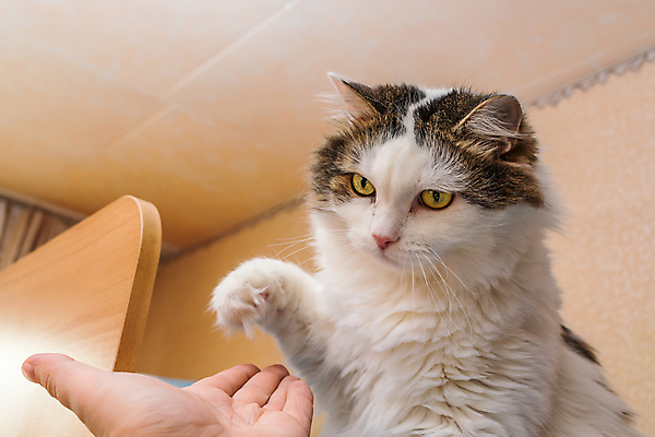포토 JPG 해외이미지 동물 라이프스타일 감정 얼굴 어린이 오렌지 포유류 손가락 가족 놀이 친절 털 관리 사랑 취미 사람없음 반려동물 머리 고양이 기쁨 방 분노 게임 흰색 아기 찡그림 작음 공격 모피 코 귀 육식동물 알레르기 돌봄 총구 해외포토 손 컬러 과일 관계 모션 표정 사람 생활 신체부위 질병 크기 파일형식 이미지허브