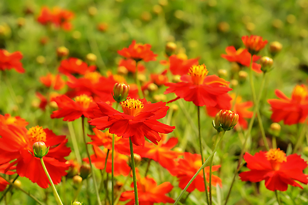 포토 JPG 해외이미지 나무 식물 꽃 분홍색 백그라운드 잎 꽃무늬 자연 해바라기 사랑 미술 사람없음 야외 초록색 뷰티 정원 보라색 벚꽃 흰색 신선 개화 숲 향기 광택 내추럴 인기 스타일 해외포토 감정 컬러 무늬 문화예술 생태계 냄새 파일형식 이미지허브