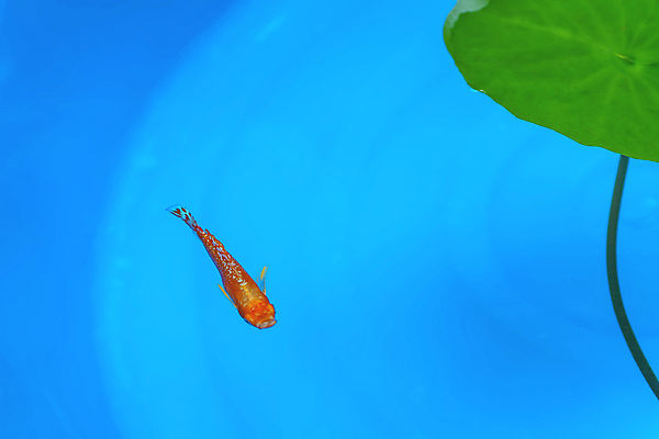 포토 JPG 해외이미지 동물 바다 백그라운드 오렌지 자연 어류 사람없음 물 파란색 반려동물 컬러풀 뷰티 수중 수영 희망 연못 신선 우아함 캐비닛 꼬리 지느러미 수족관 젤리 산소 내추럴 해외포토 자연요소 감정 컬러 컨셉 과일 디저트 수중동물 수상스포츠 원소 사물함 생태계 파일형식 이미지허브