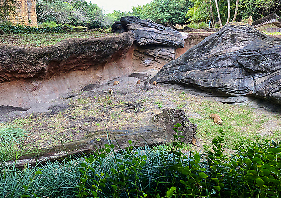 포토 JPG 해외이미지 동물 공원 여행 비즈니스 포유류 가족 아프리카 자연 놀이 하늘 휴가 건조 동물원 사람없음 야외 컬러풀 태양 미국 사막 자녀 뜨거움 숲 위험 큼 먹기 사파리 장면 멸종 남쪽 사바나 왕국 플로리다 해외포토 자연요소 공공시설 나라 컬러 컨셉 북아메리카 관계 모션 크기 방향 생태계 파일형식 이미지허브
