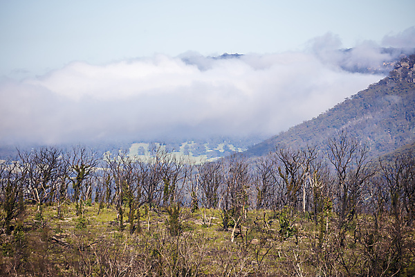 포토 JPG 해외이미지 나무 식물 구름 잎 자연 불 풍경 사람없음 야외 초록색 여름 농장 갈색 환경 계곡 검은색 안개 흰색 호주 숲 땅 언덕 밭일 해외포토 자연요소 계절 컬러 농업 날씨 오세아니아 생태계 파일형식 이미지허브