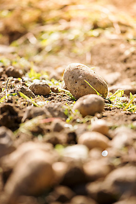 포토 JPG 해외이미지 주간 감자 사람없음 야외 아웃포커스 농작물 소프트포커스 해외포토 자연요소 농업 채소 촬영기법 파일형식 이미지허브