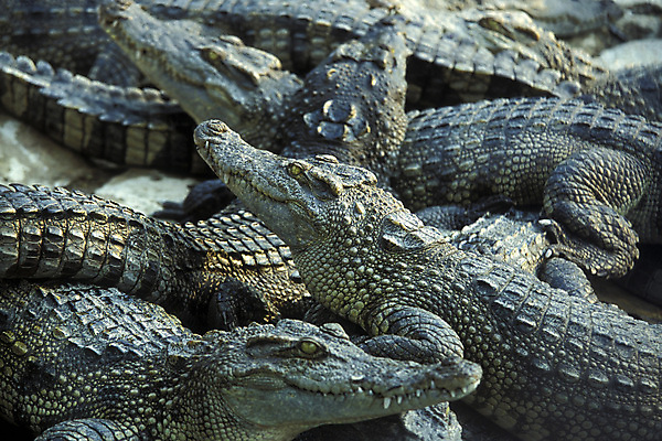 포토 JPG 해외이미지 동물 아시아 농업 사람없음 농장 동남아시아 악어 캄보디아 밭일 해외포토 나라 산업 파충류 파일형식 이미지허브